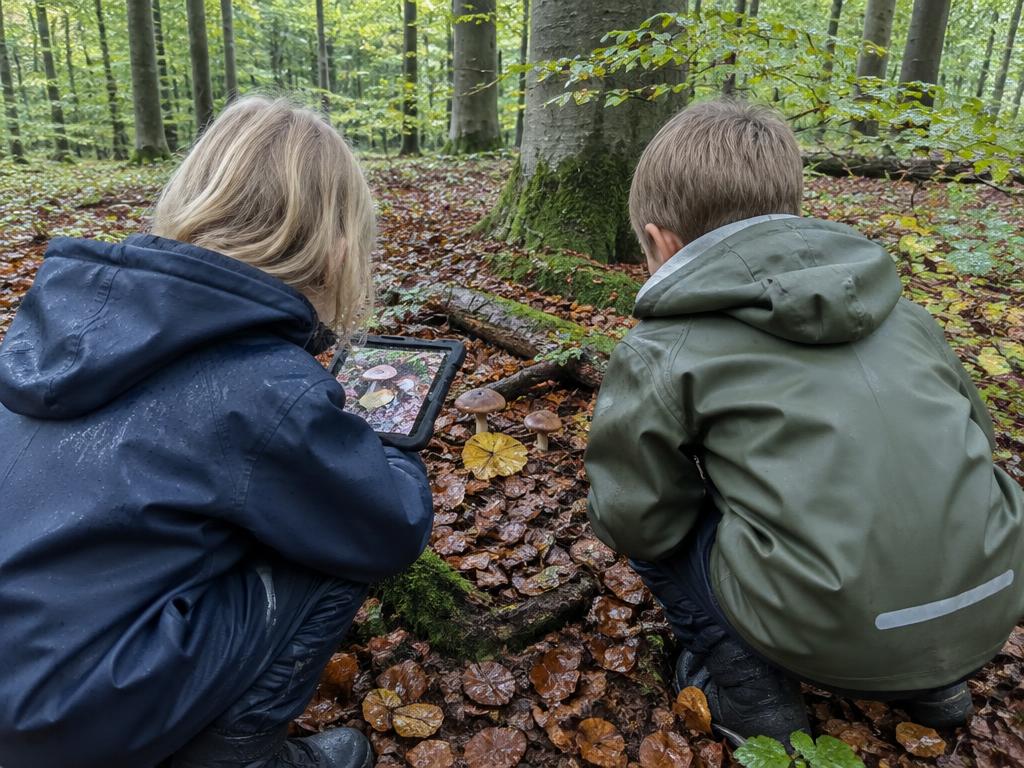 To små elever ser på svampe i en bøgeskov